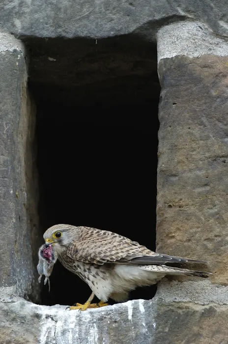 Framed Print : Common kestrel (Falco tinnunculus) Framed Print : Common kestrel (Falco tinnunculus)