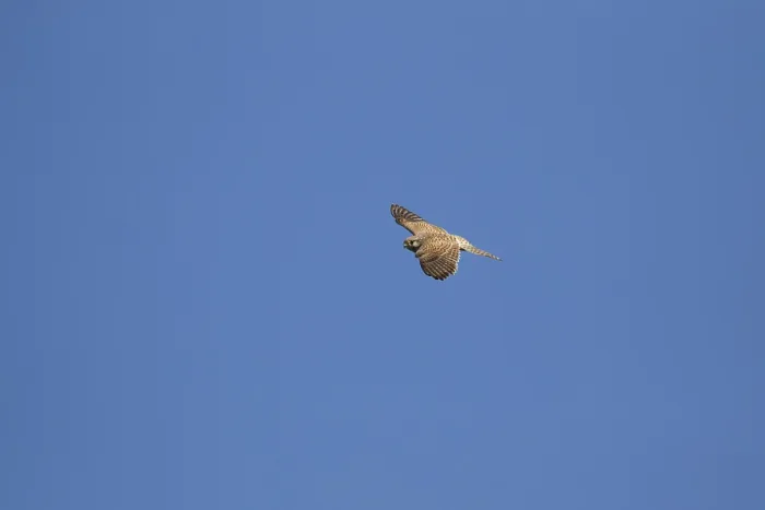 Framed Print : Common kestrel (Falco tinnunculus) adult falcon bird of prey in flight