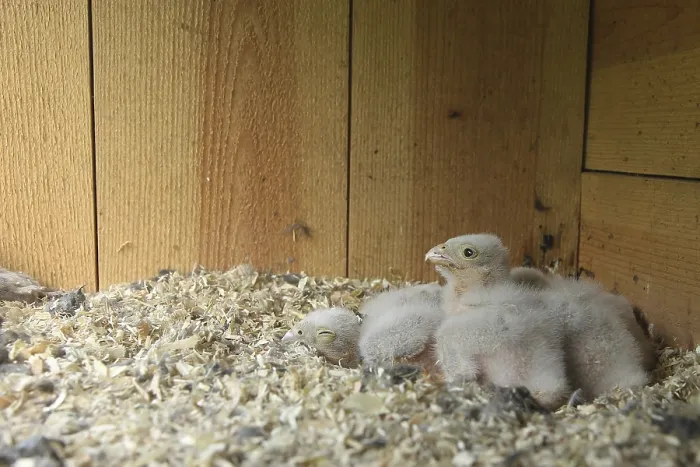 Framed Print : Common Kestrel (Falco tinnunculus) chicks