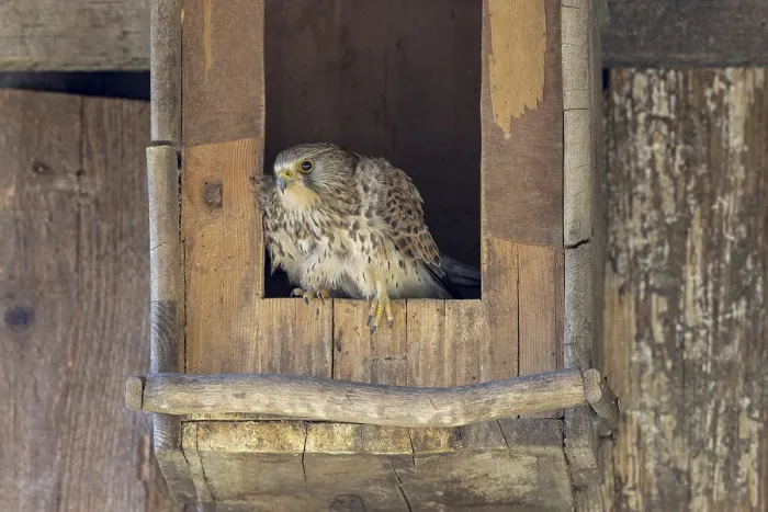 Framed Print : Common kestrel (Falco tinnunculus) female sitting at the entrance of the breeding box Framed Print : Common kestrel (Falco tinnunculus) female sitting at the entrance of the breeding box