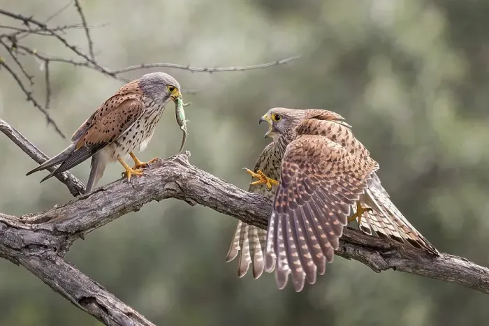Framed Print : Common kestrel (Falco tinnunculus) handing over prey