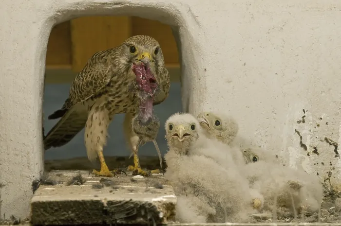 Framed Print : Common Kestrel (Falco tinnunculus) juvenile