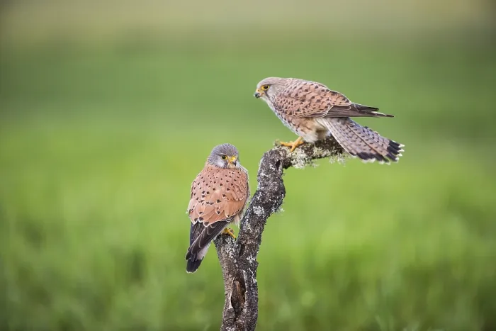 Framed Print : Common kestrel (Falco tinnunculus) m, Spain Framed Print : Common kestrel (Falco tinnunculus) m, Spain