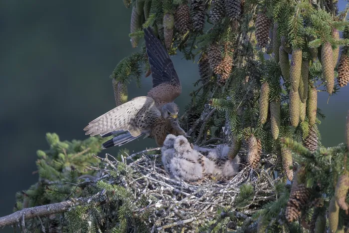 Framed Print : Common kestrel (Falco tinnunculus) at the nest with young birds