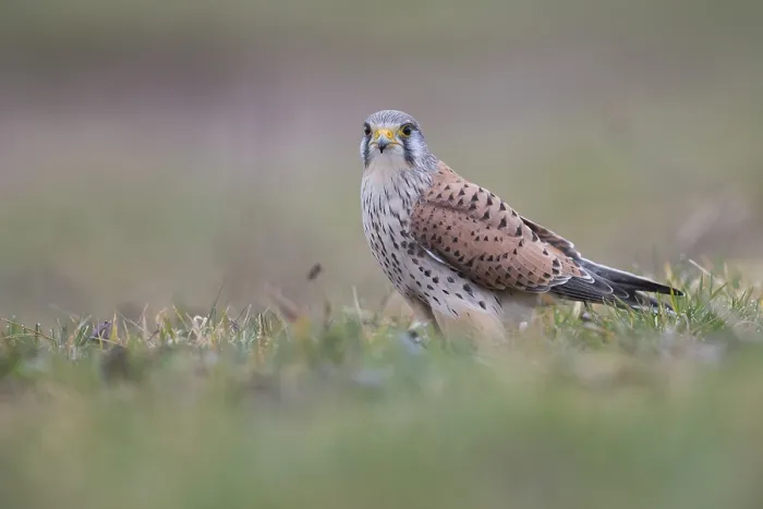 Framed Print : Common Kestrel (Falco tinnunculus) sits in Wiese
