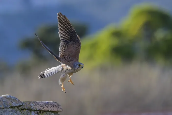 Framed Print : A common kestrel (Falco tinnunculus) takes off into flight over a building in a green environment Framed Print : A common kestrel (Falco tinnunculus) takes off into flight over a building in a green environment