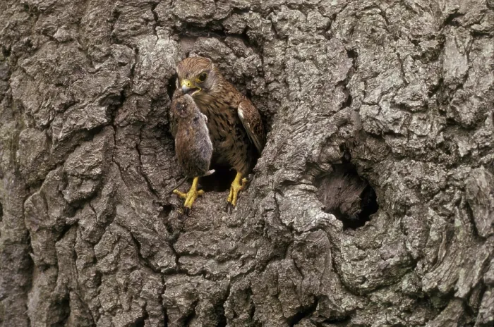 Framed Print : Common Kestrel (Falico tinnunulus)
