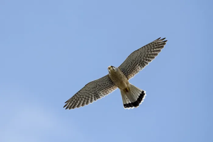 Framed Print : Common Kestrel on the hunt. Common Kestrel on the hunt against blue sky Framed Print : Common Kestrel on the hunt. Common Kestrel on the hunt against blue sky