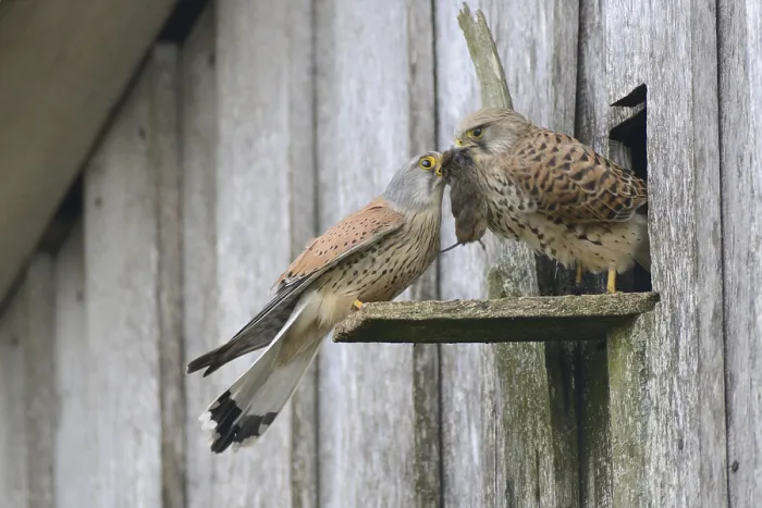 Framed Print : Common kestrels (Falco tinnunculus)