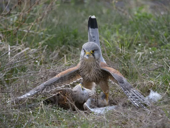 Framed Print : Two common kestrels (Falco tinnunculus) fighting on the ground