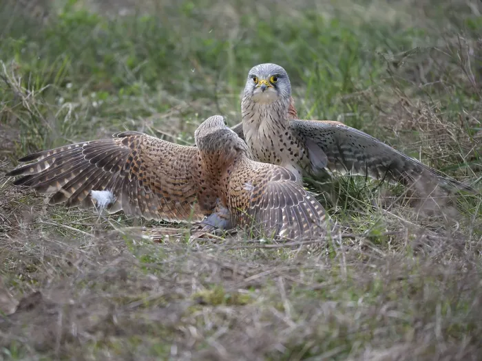 Framed Print : Two common kestrels (Falco tinnunculus) fighting on the ground