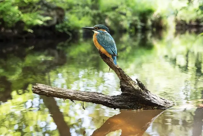 Framed Print : Common kingfisher (Alcedo atthis)