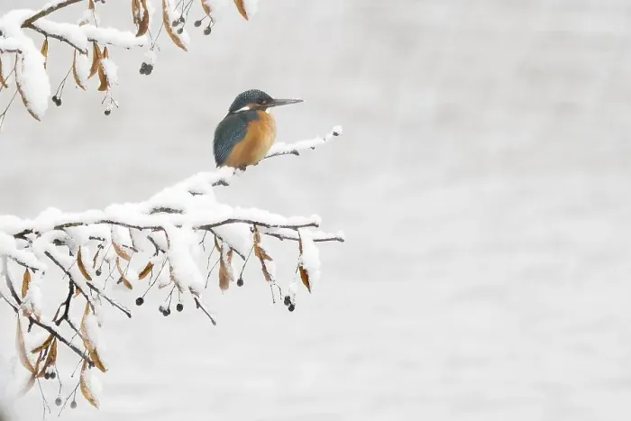Framed Print : Common kingfisher (Alcedo atthis)