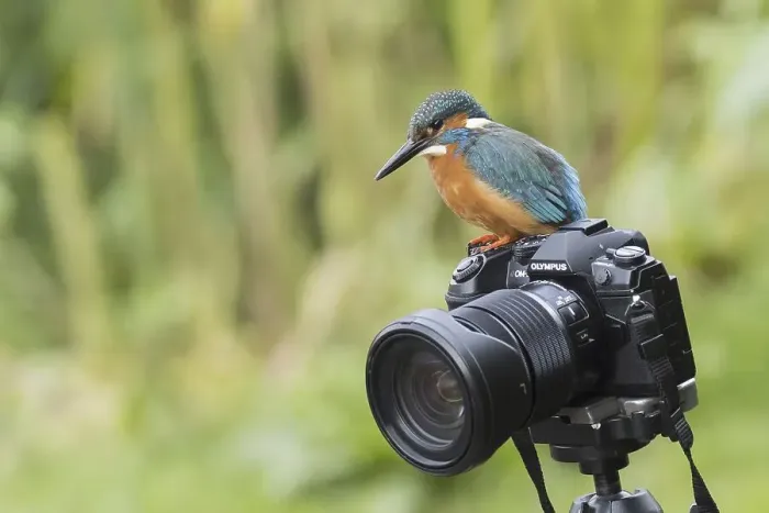 Framed Print : Common kingfisher (Alcedo atthis)