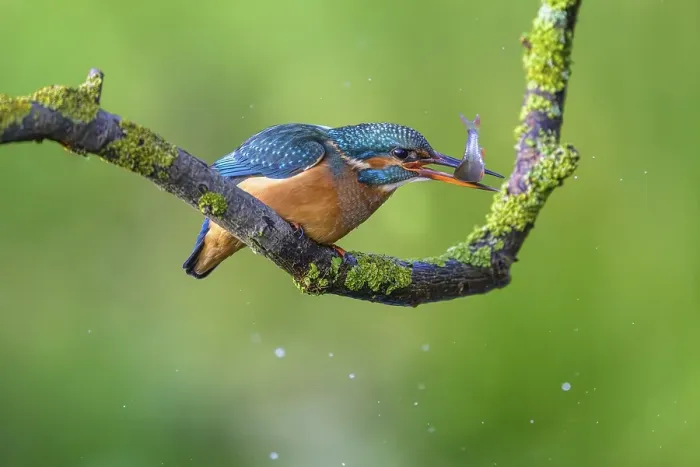 Framed Print : Common kingfisher (Alcedo atthis)