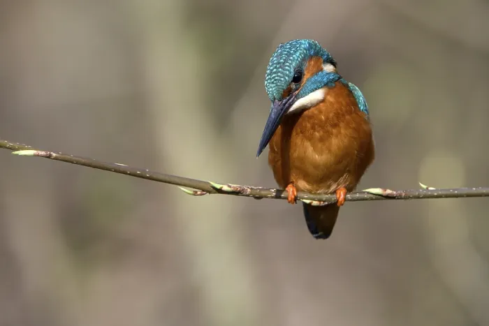 Framed Print : Common kingfisher (Alcedo atthis)