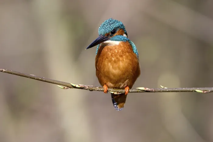 Framed Print : Common kingfisher (Alcedo atthis)