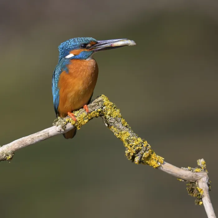 Framed Print : Common kingfisher (Alcedo atthis)