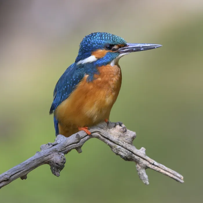 Framed Print : Common kingfisher (Alcedo atthis)