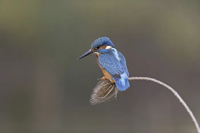 Framed Print : Common Kingfisher (Alcedo atthis) adult male