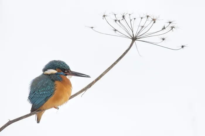 Framed Print : Common kingfisher (Alcedo atthis) on angelica