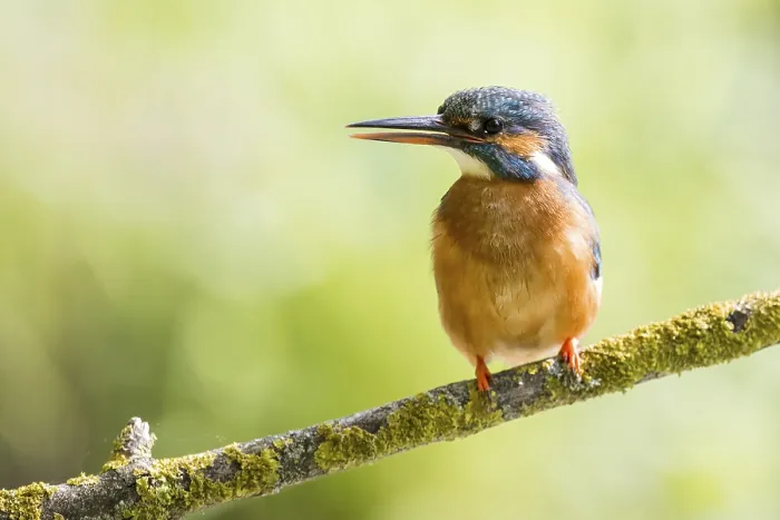 Framed Print : Common kingfisher (Alcedo atthis) female sitting on a branch