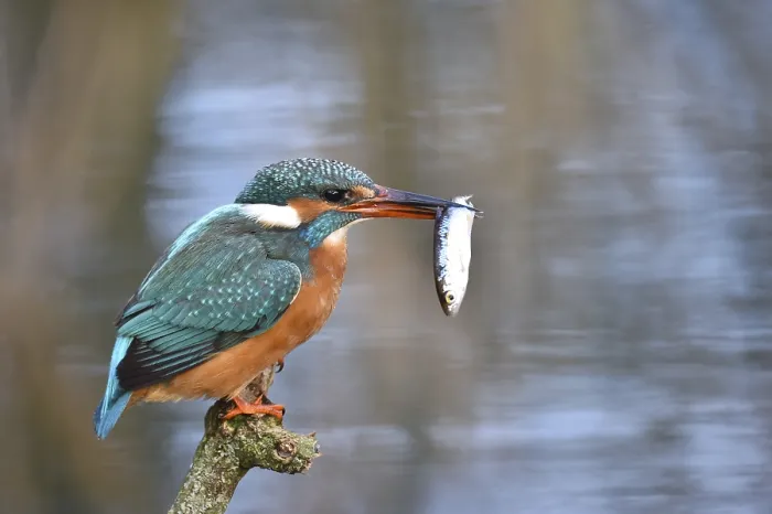 Framed Print : Common kingfisher (Alcedo atthis) fishing