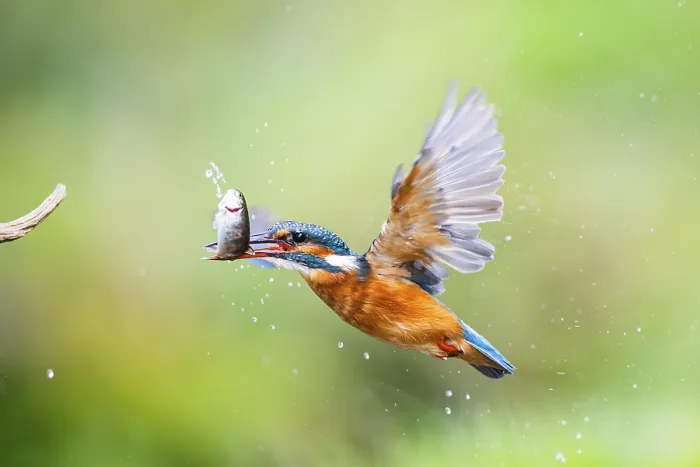 Framed Print : Common kingfisher (Alcedo atthis) flying out of the water with a fresh cought fish in his beak in late summer