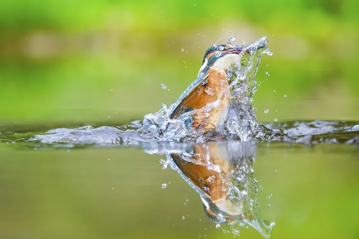 Framed Print : Common kingfisher (Alcedo atthis) flying out of the water with a fresh cought fish in his beak in late summer