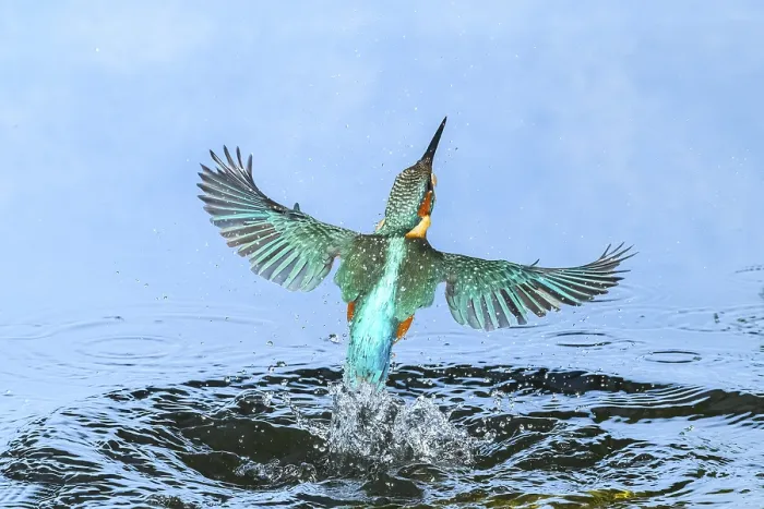 Framed Print : Common kingfisher (Alcedo atthis) flying out of the water after hunting fish