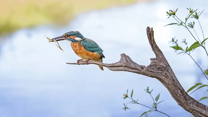 Framed Print : Common Kingfisher (Alcedo atthis) juvenile male carrying fish in bill Framed Print : Common Kingfisher (Alcedo atthis) juvenile male carrying fish in bill