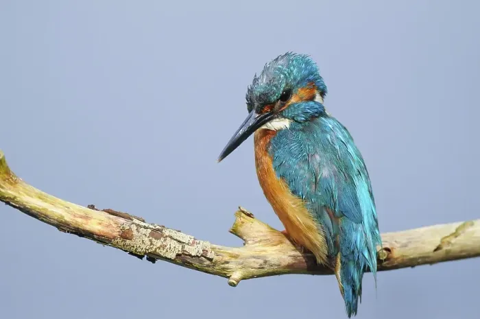 Framed Print : Common kingfisher (Alcedo atthis) on perch