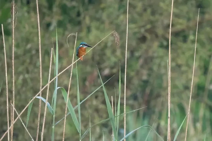 Framed Print : Common kingfisher (Alcedo atthis) on a reed in a quiet, green natural environment, Hesse, Germany, Europe Framed Print : Common kingfisher (Alcedo atthis) on a reed in a quiet, green natural environment, Hesse, Germany, Europe