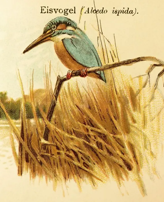 Framed Print : Common kingfisher (Alcedo atthis) Reeds