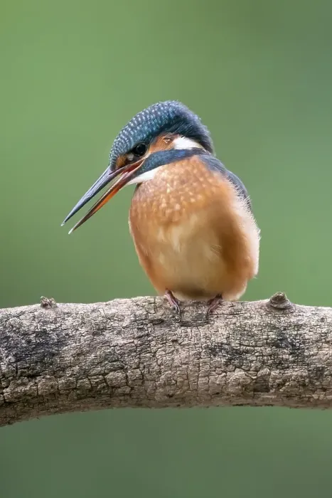 Framed Print : Common kingfisher (Alcedo atthis) sitting on a branch