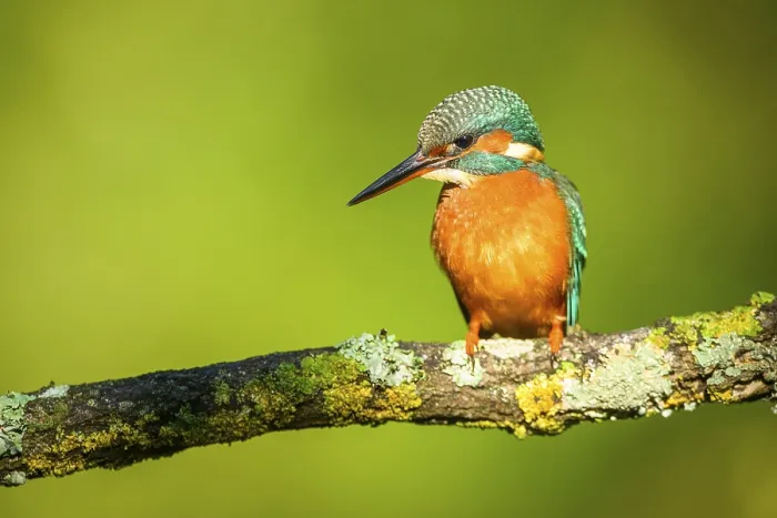 Framed Print : Common kingfisher (Alcedo atthis) sitting on a branch with autumncolours