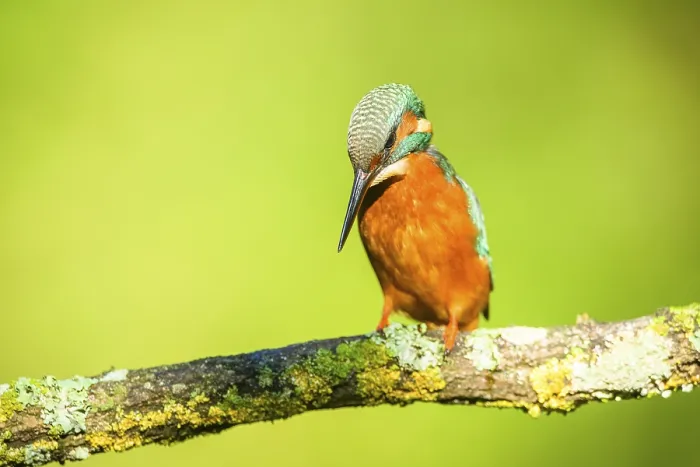Framed Print : Common kingfisher (Alcedo atthis) sitting on a branch with autumncolours