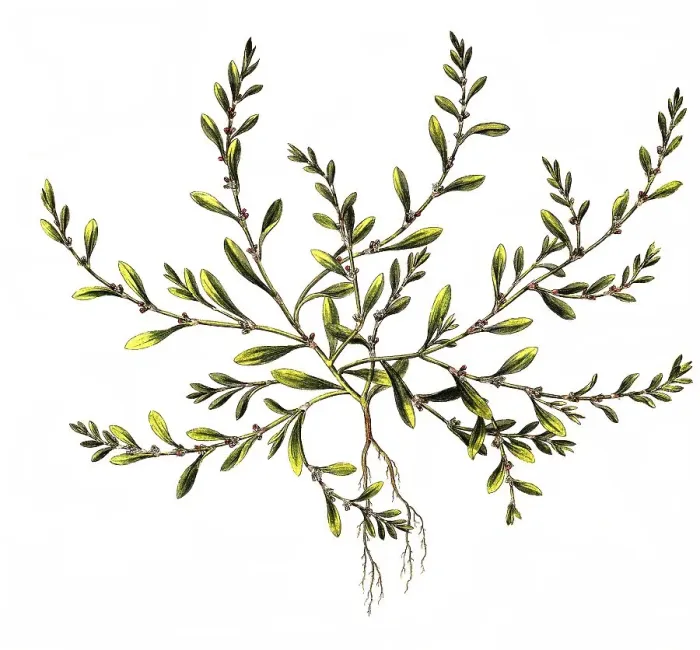 Framed Print : Common knotgrass (Polygonum aviculare)