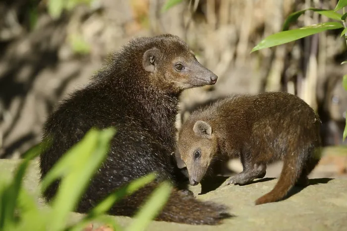 Framed Print : Common kusimanse (Crossarchus obscurus) with juvenile