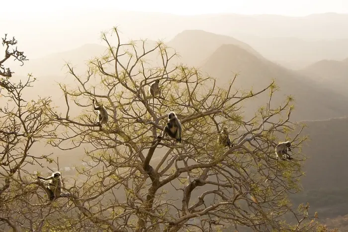 Framed Print : Common Langur or Hanuman Monkey (Semnopithecus Entellus) at Sajjan Garh or Monsoon Palace