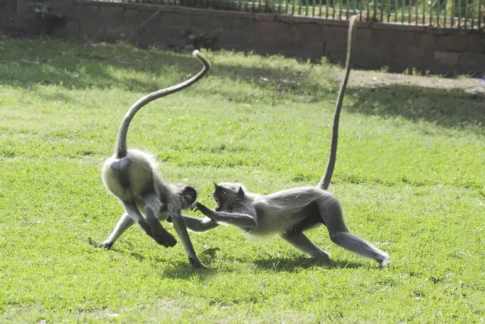 Framed Print : Common Langur presbytis entellus Framed Print : Common Langur presbytis entellus