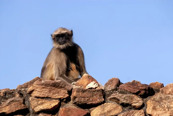 Framed Print : Common Langur (Semnopithecus entellus) on the rocks of north fort
