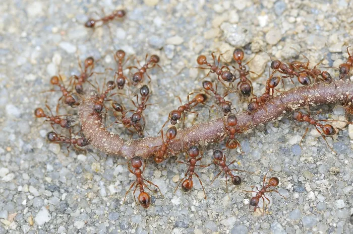 Framed Print : Common lawn ants removing an earthworm Framed Print : Common lawn ants removing an earthworm
