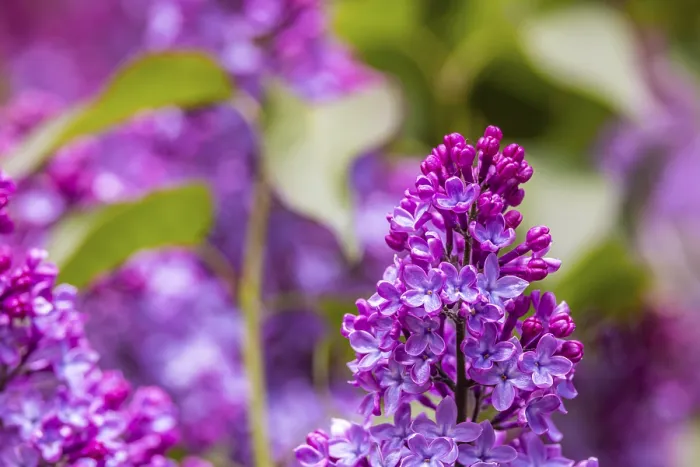 Framed Print : Common lilac or common lilac (Syringa vulgaris)