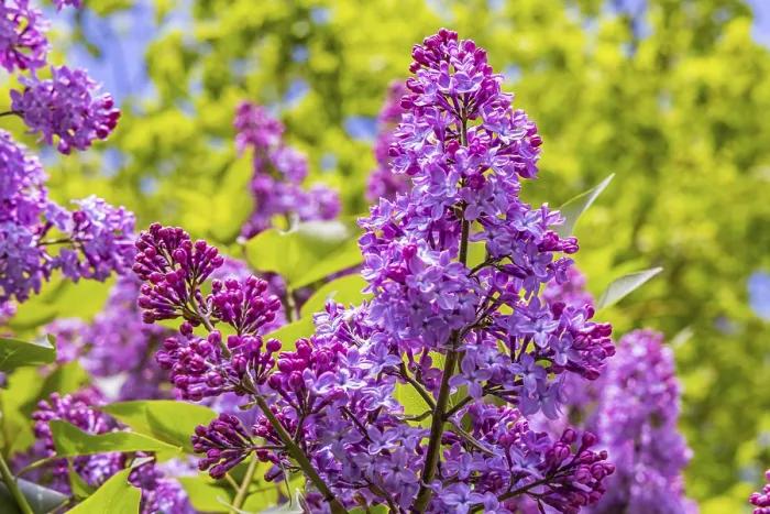 Framed Print : Common lilac or common lilac (Syringa vulgaris) Framed Print : Common lilac or common lilac (Syringa vulgaris)