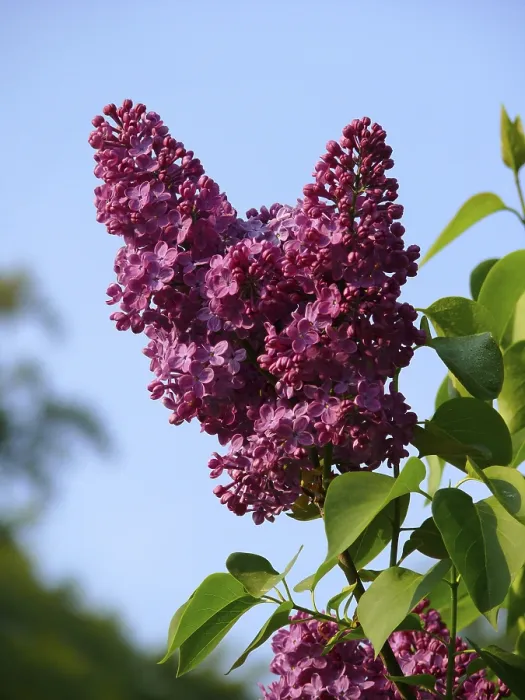 Framed Print : Common Lilac (Syringa vulgaris)