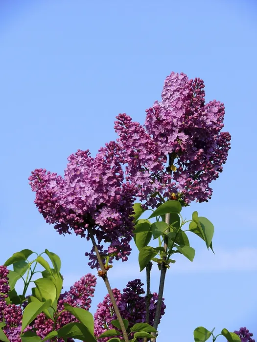Framed Print : Common Lilac (Syringa vulgaris) Framed Print : Common Lilac (Syringa vulgaris)