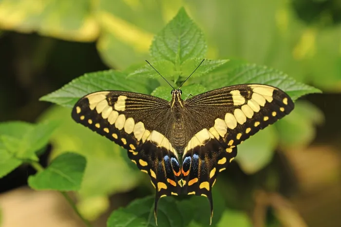 Framed Print : Common Lime Butterfly or Citrus Swallowtail (Papilio demoleus)