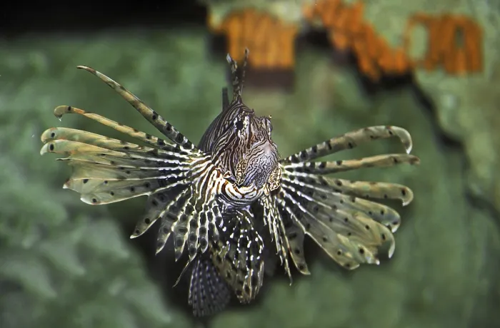 Framed Print : Common Lion Fish (pterois volitans), Venemous Fish