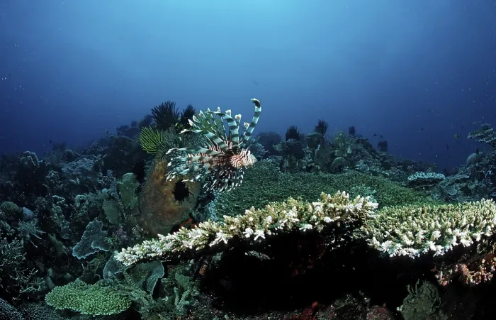 Framed Print : Common lionfish in coral reef, Pterois volitans